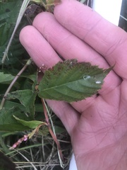 Rubus hispidus