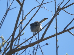 Polioptila dumicola