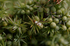Periclepsis cinctana