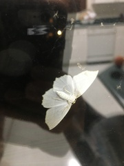 Campaea perlata