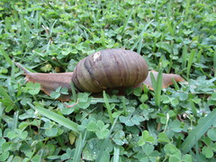 Natalina cafra