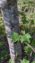 Acer rubrum