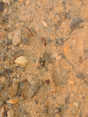 Sceloporus occidentalis