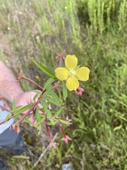 Ludwigia