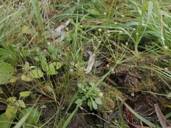 Androsace filiformis