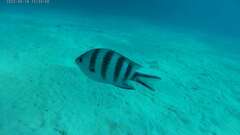 Abudefduf sexfasciatus