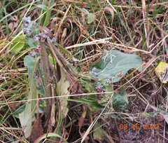 Cynoglossum officinale