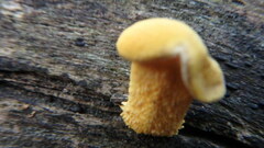 Cyptotrama chrysopepla