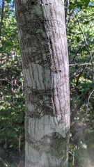 Amelanchier alnifolia