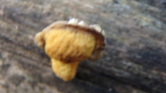 Cyptotrama chrysopepla