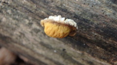 Cyptotrama chrysopepla