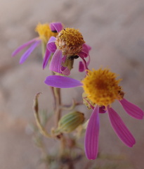 Senecio arenarius