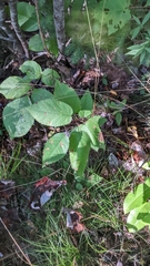 Amelanchier alnifolia