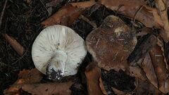 Russula cyanoxantha