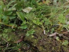 Androsace filiformis