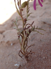 Senecio arenarius