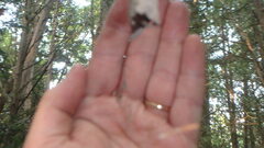 Parasteatoda tabulata