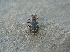 Cicindela tranquebarica