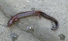 Plethodon cinereus
