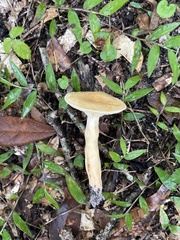 Lactarius imperceptus