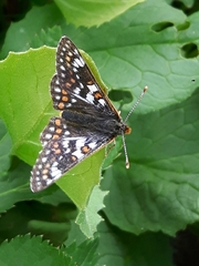 Euphydryas cynthia