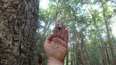 Parasteatoda tabulata