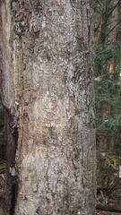 Neonectria ditissima