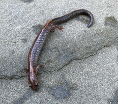 Plethodon cinereus