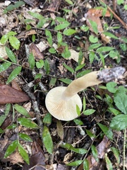 Lactarius imperceptus