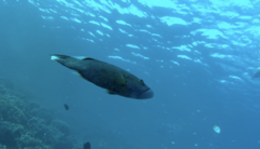 Oxycheilinus digramma