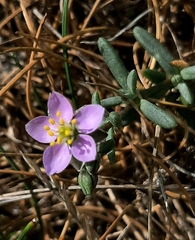 Spergularia rupicola