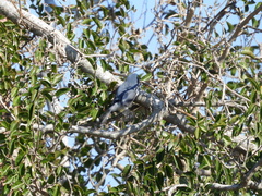 Polioptila dumicola