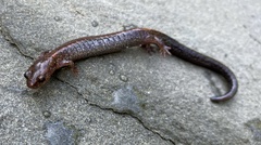 Plethodon cinereus