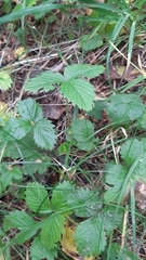 Fragaria vesca