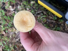 Lactarius imperceptus