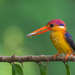 Black-backed Dwarf-Kingfisher - Photo (c) Sharma BC, some rights reserved (CC BY-NC), uploaded by Sharma BC