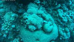 Paramontastraea peresi