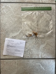 Lactarius imperceptus