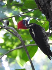 Dryocopus lineatus