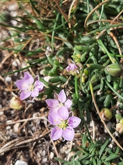Spergularia rupicola