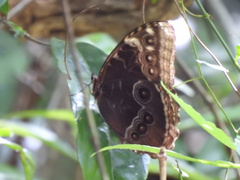 Morpho helenor montezuma