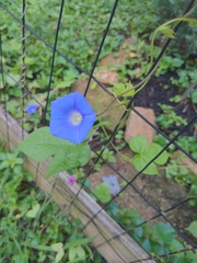 Ipomoea hederacea