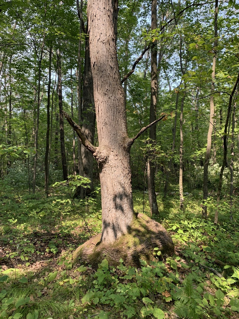 white-oak-from-st-croix-state-park-hinckley-mn-us-on-september-14