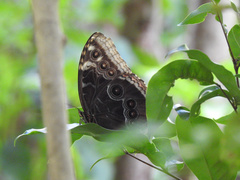 Morpho helenor montezuma