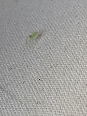 Lyssomanes viridis