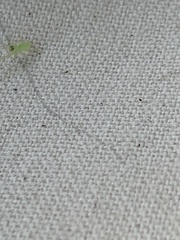 Lyssomanes viridis