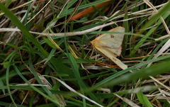 Diacrisia sannio