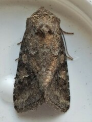 Lacinipolia meditata