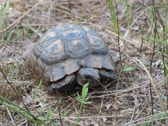 Testudo graeca