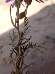 Senecio arenarius